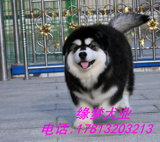 北京阿拉斯加幼犬 巨型阿拉斯加 纯种阿拉斯加雪橇犬