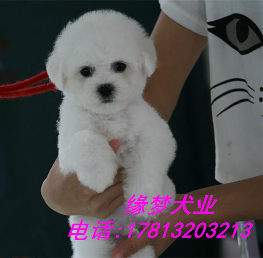 北京纯种比熊多少钱 纯种比熊幼犬 赛级比熊犬