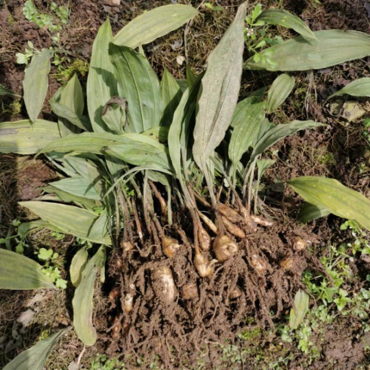 蜀道地仁寿创新农业毛慈菇种苗出售中药材种植基地直发