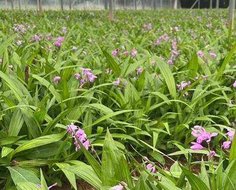 蜀道地仁寿创新农业白芨种苗出售中药材种植基地直发