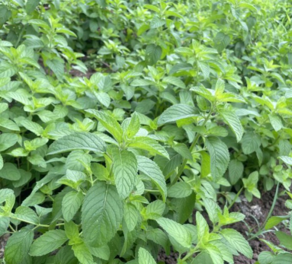 中药材种子种苗蜀道地薄荷种苗出售中药材种植基地直发