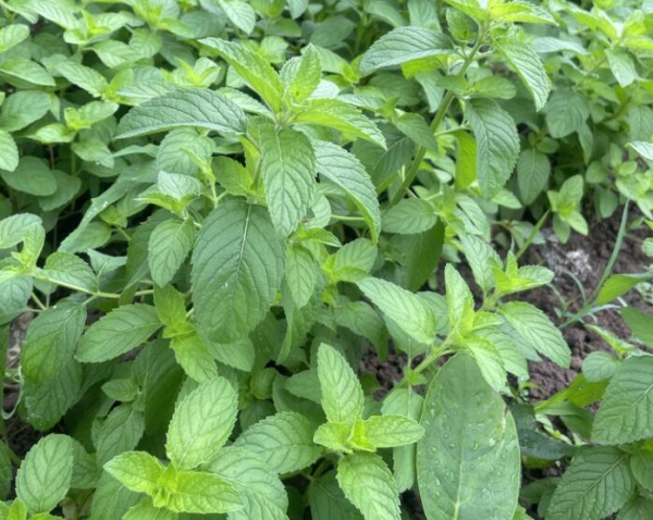 蜀道地薄荷种苗出售中药材种植基地直发