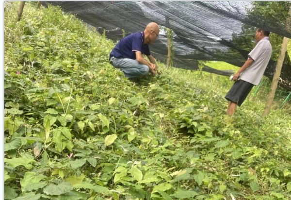 仁寿创新农业淫羊藿种苗出售种植基地直发